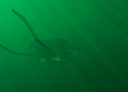 Subnautica