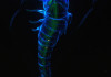 Subnautica
