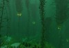 Subnautica