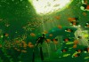ABZÛ