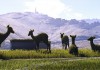 Tom Clancy's Ghost Recon: Wildlands