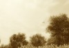 Mafia II