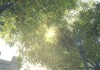 Mafia II