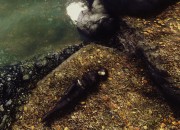 The Elder Scrolls V: Skyrim