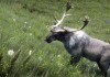 The Elder Scrolls V: Skyrim