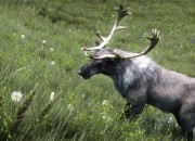 The Elder Scrolls V: Skyrim