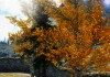 The Elder Scrolls V: Skyrim