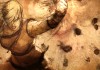 Diablo III