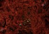 Arx Fatalis