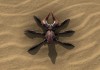 Serious Sam 3: BFE