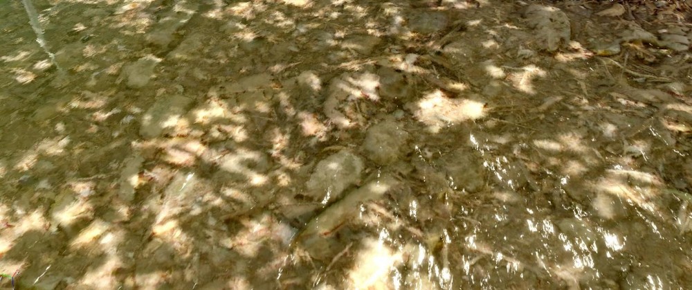 Crysis