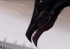 Dragon Age II