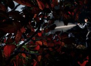 Alan Wake screenshot