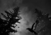 Alan Wake
