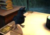 Dreamfall: The Longest Journey