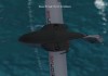 Microsoft Flight