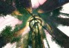 Guild Wars 2