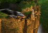 Broken Sword: The Sleeping Dragon