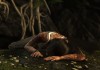 Tomb Raider