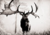 Far Cry Primal