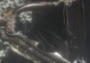 Bloodborne